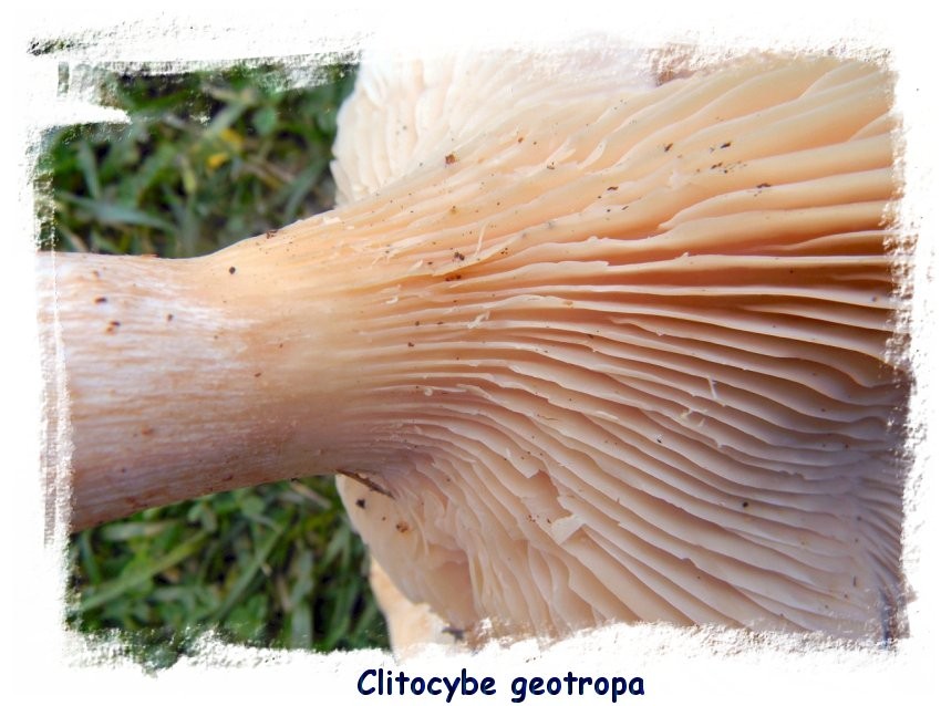Clitocybe geotropa - cimballo