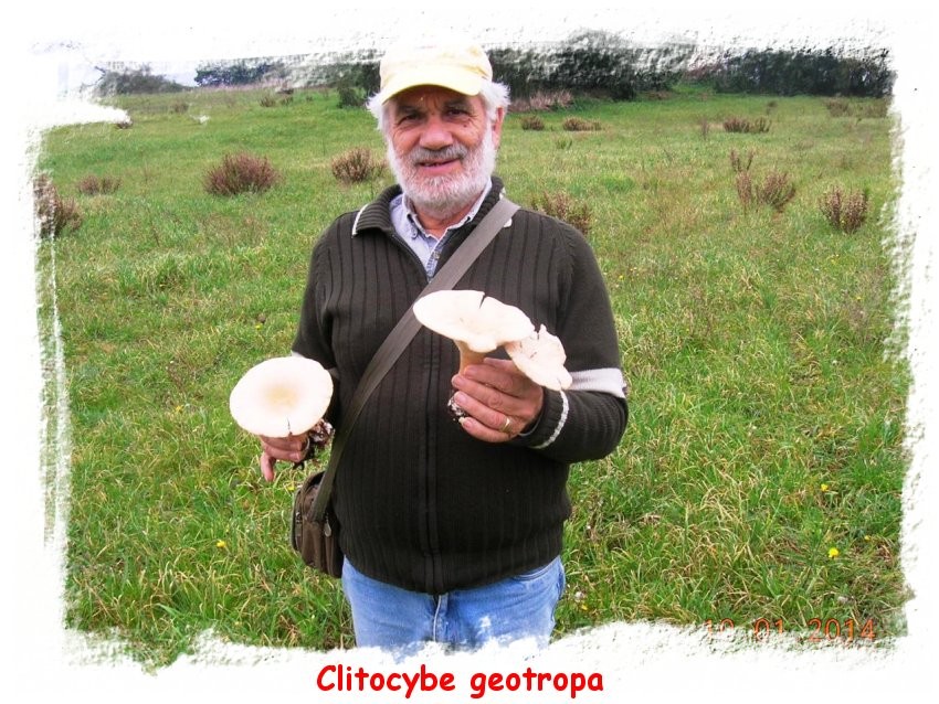 Clitocybe geotropa - cimballo