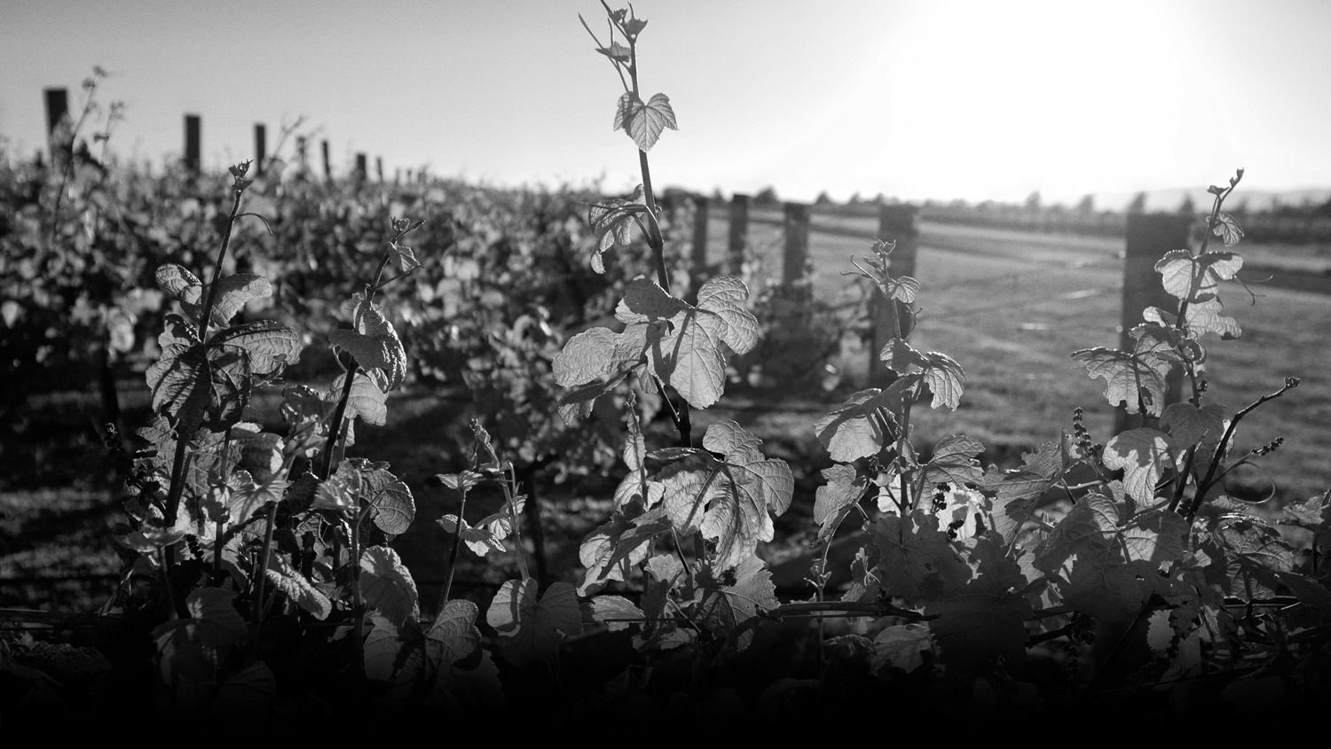 Stonyridge Vineyard ストーニーリッジ ヴィンヤード Stonyridge Vineyard ストーニーリッジ ヴィンヤード