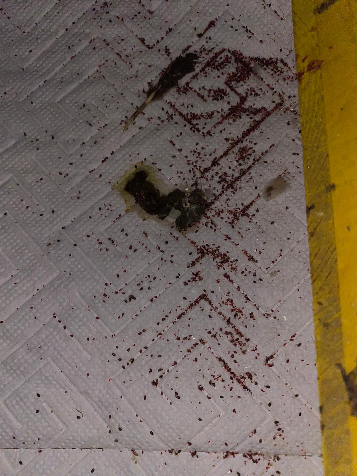 mehr über Federlinge & Milben - Seidenhühner mit Persönlichkeit