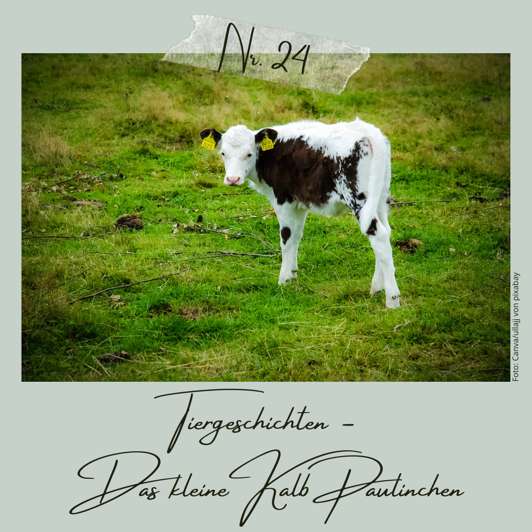 Tiergeschichten - Das kleine Kalb Paulinchen