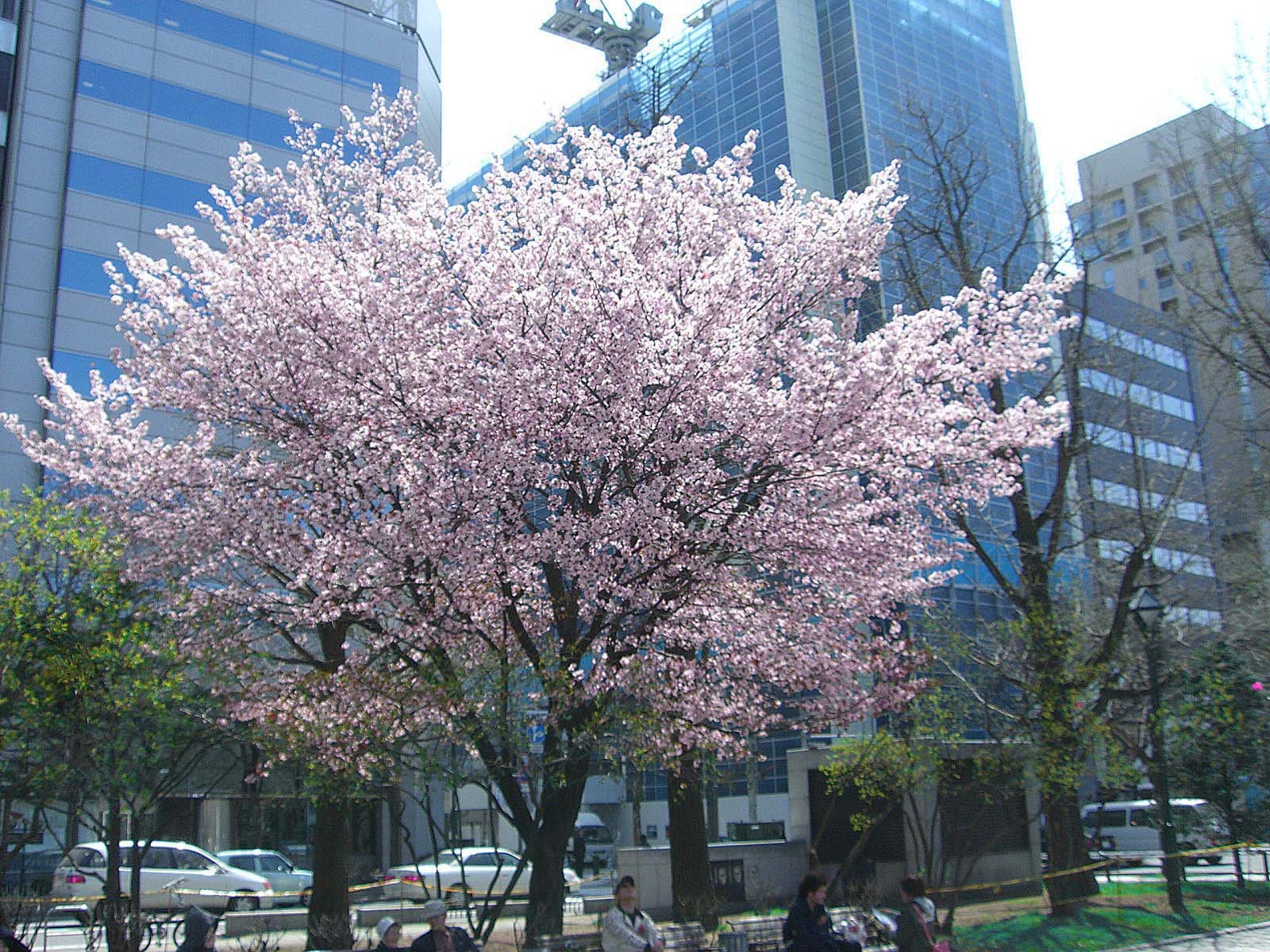 桜の花が咲きました