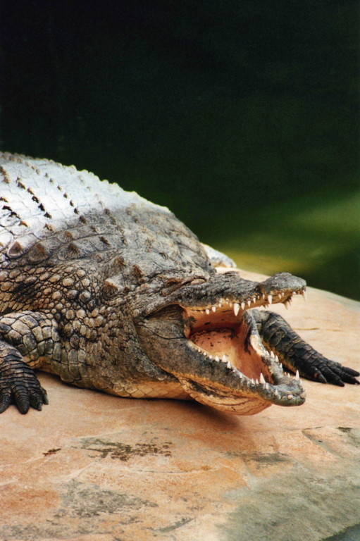 crocodile du Nil