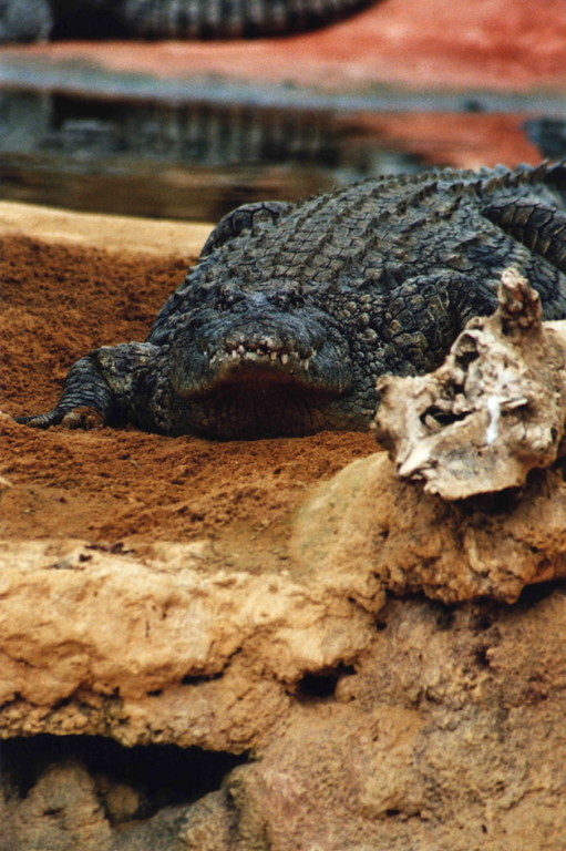 Crocodile du Nil à la Ferme aux croco à Pierrelatte