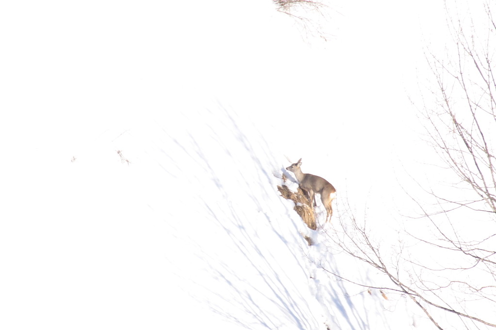 Chevreuil dans la neige en hiver en montagne