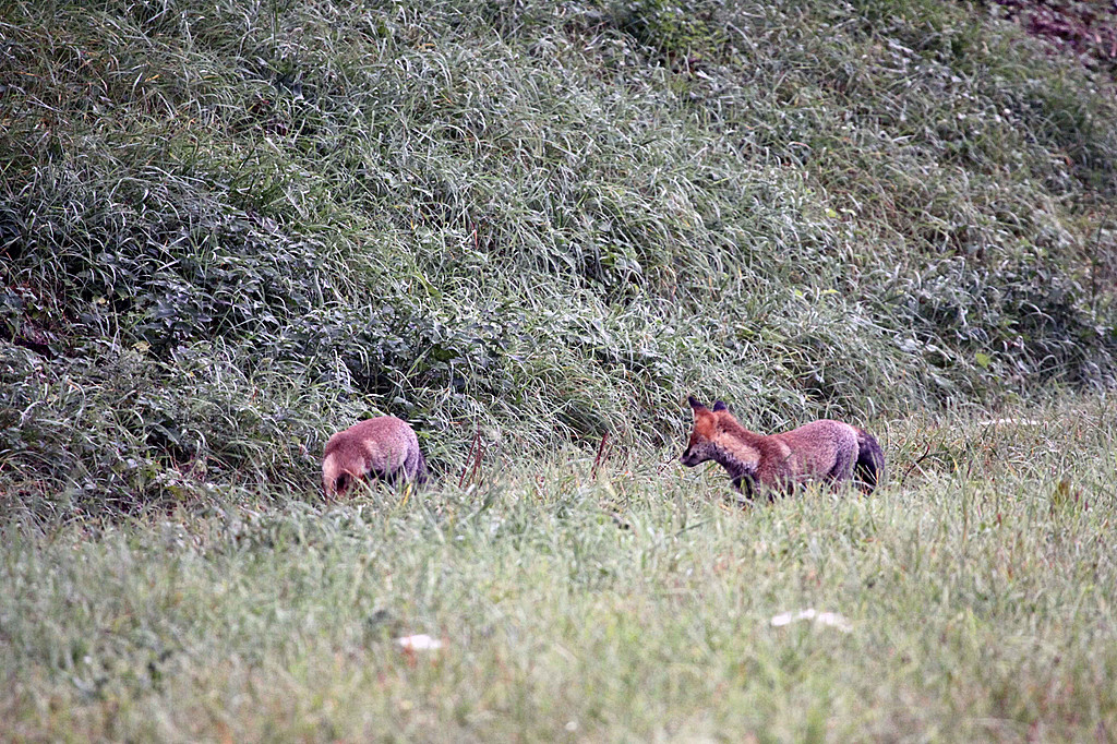 Carnivores / Carnivores - Site photo de thomas-magniez!