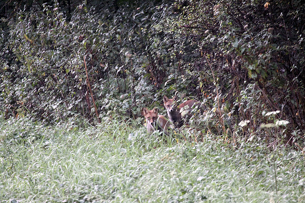 Carnivores / Carnivores - Site photo de thomas-magniez!