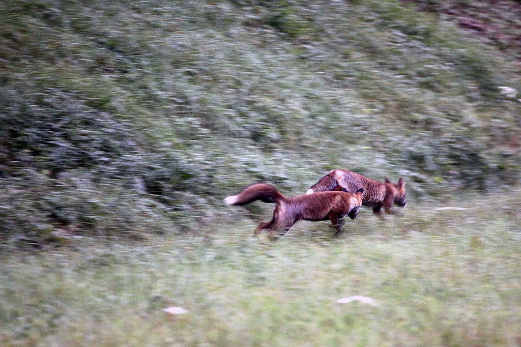 Carnivores / Carnivores - Site photo de thomas-magniez!