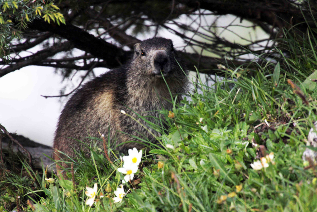 Marmotte dans les Alpes ( Les Chapieux )