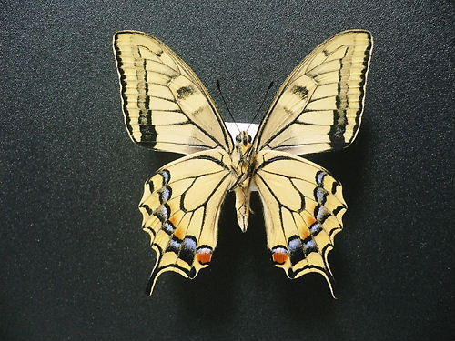 斑紋異常 - f-h-i-butterfliesandfish ページ！