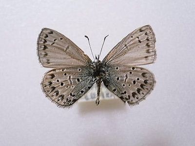 斑紋異常 - f-h-i-butterfliesandfish ページ！