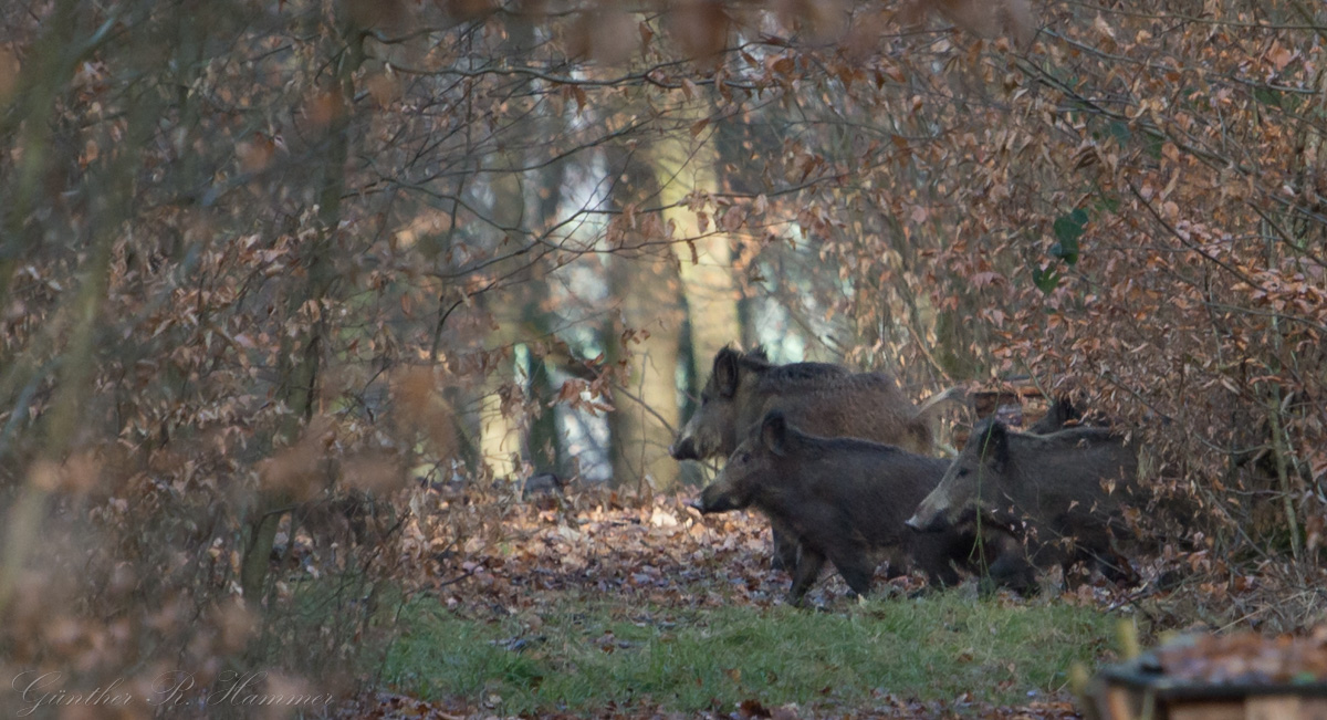 Dann traten die Anderen der Rotte aus dem Gebüsch.