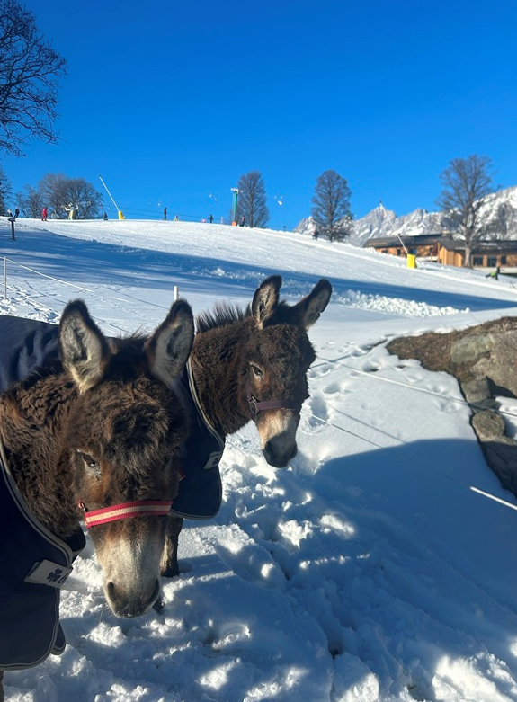 Esel Romy und Romana im Schnee