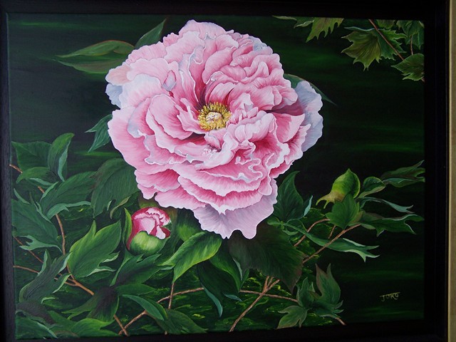 Pivoine 1 - Copyright Joel GEORGE 2011