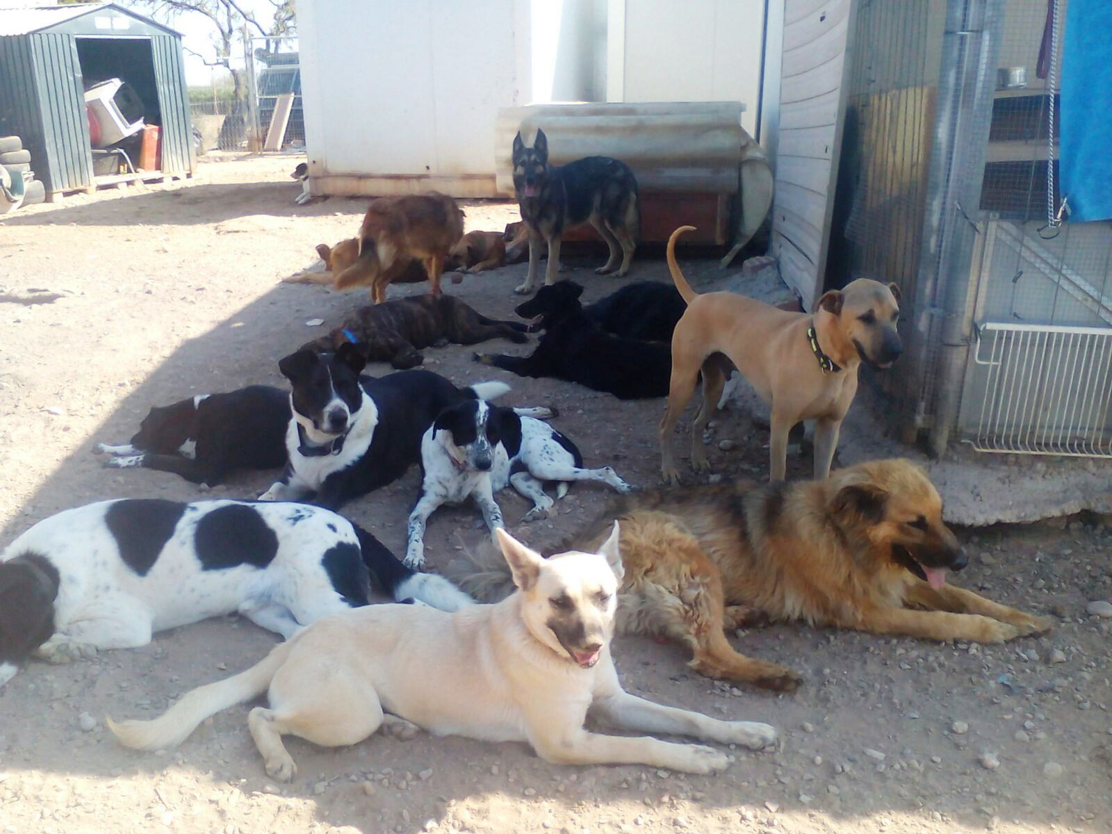 Aktion vom für unsere Hunde in Lleida Tierliebe