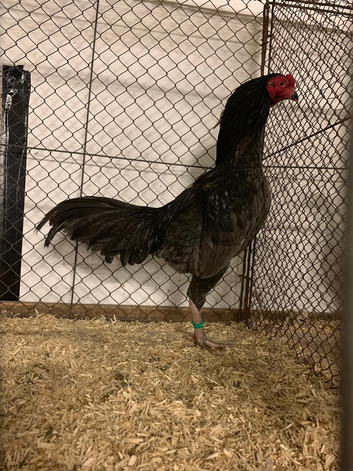 Die schönsten Tuzo tuzosvs seite!