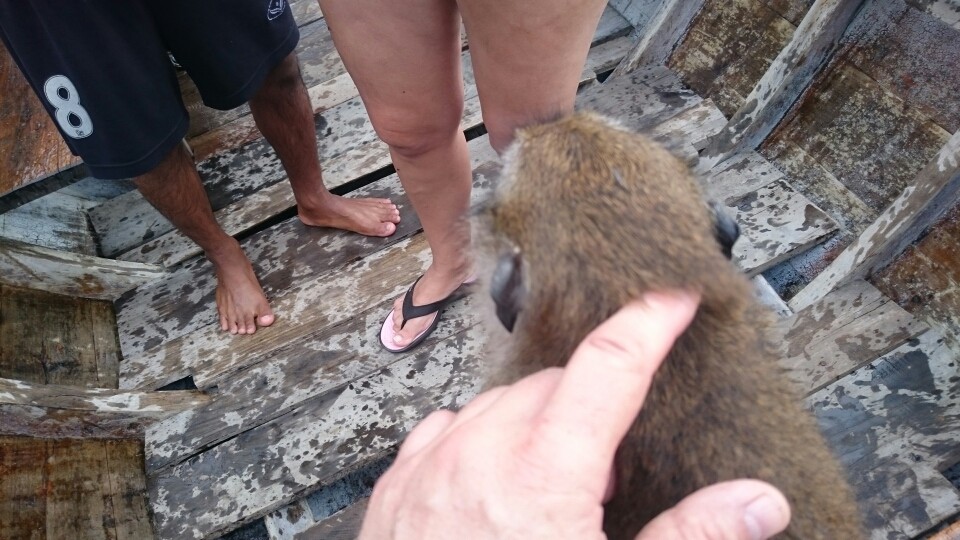 ...zu Affen, die von Land zu uns aufs Boot geschwommen sind um die Schalen unserer Melone zu schnorren...