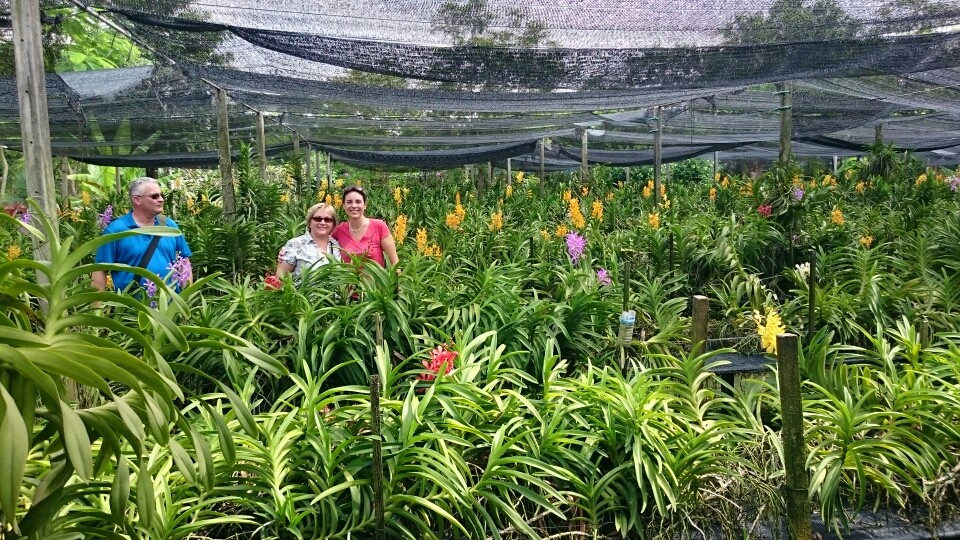 Dann in eine Orchideenfarm