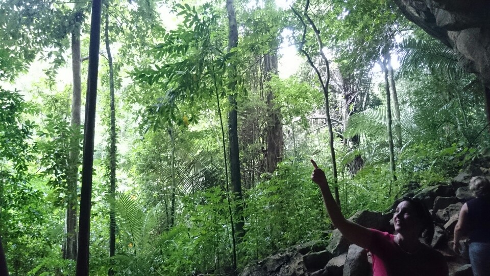 ...einmal Dschungel bitte!