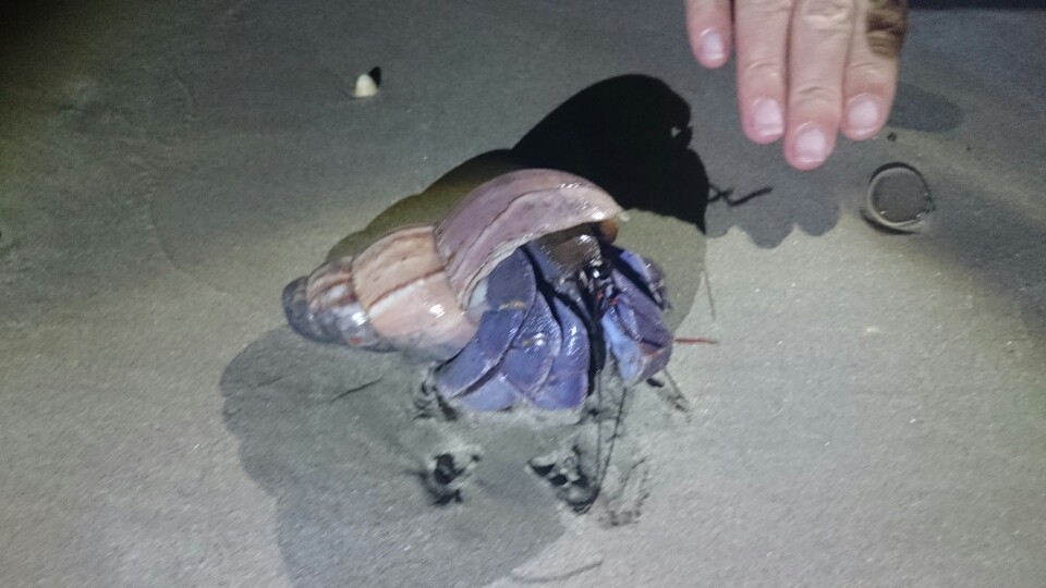 Und zum Schluß noch ein Grössenvergleich 😱... Gute Nacht John-Boy...