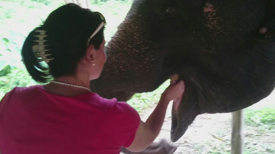 ...zurück in der Elefantemheimat gab es dann noch ein paar Snacks für die grauen Riesen...