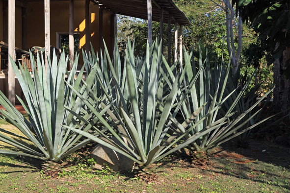 LE SISAL (Agave sisalana)