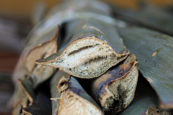 LE SISAL (Agave sisalana)