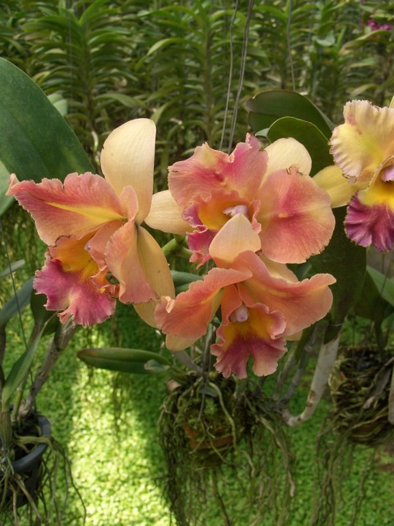 Zauberhafte Orchideenwelt