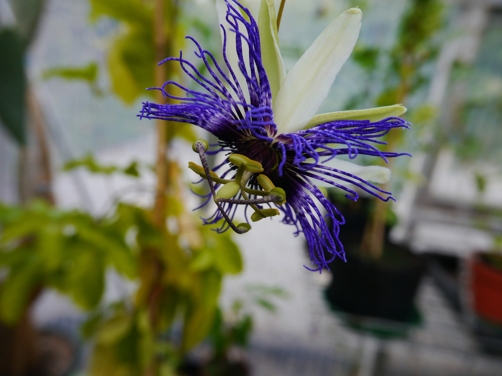 Passiflora Fruchtsorte (Kreuzung?)