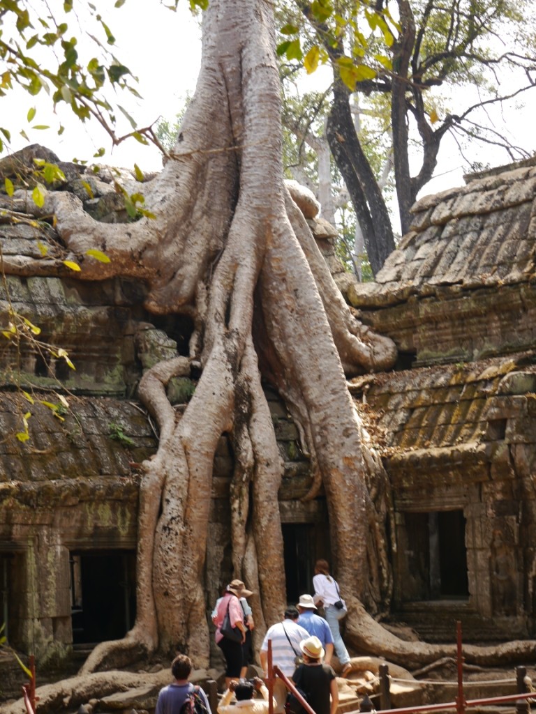 Tempel vom Dschungel fest umschlossen