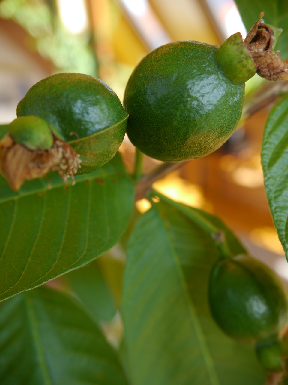 Behang Psidium guajava