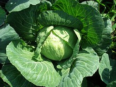 nos jeunes plants potagers