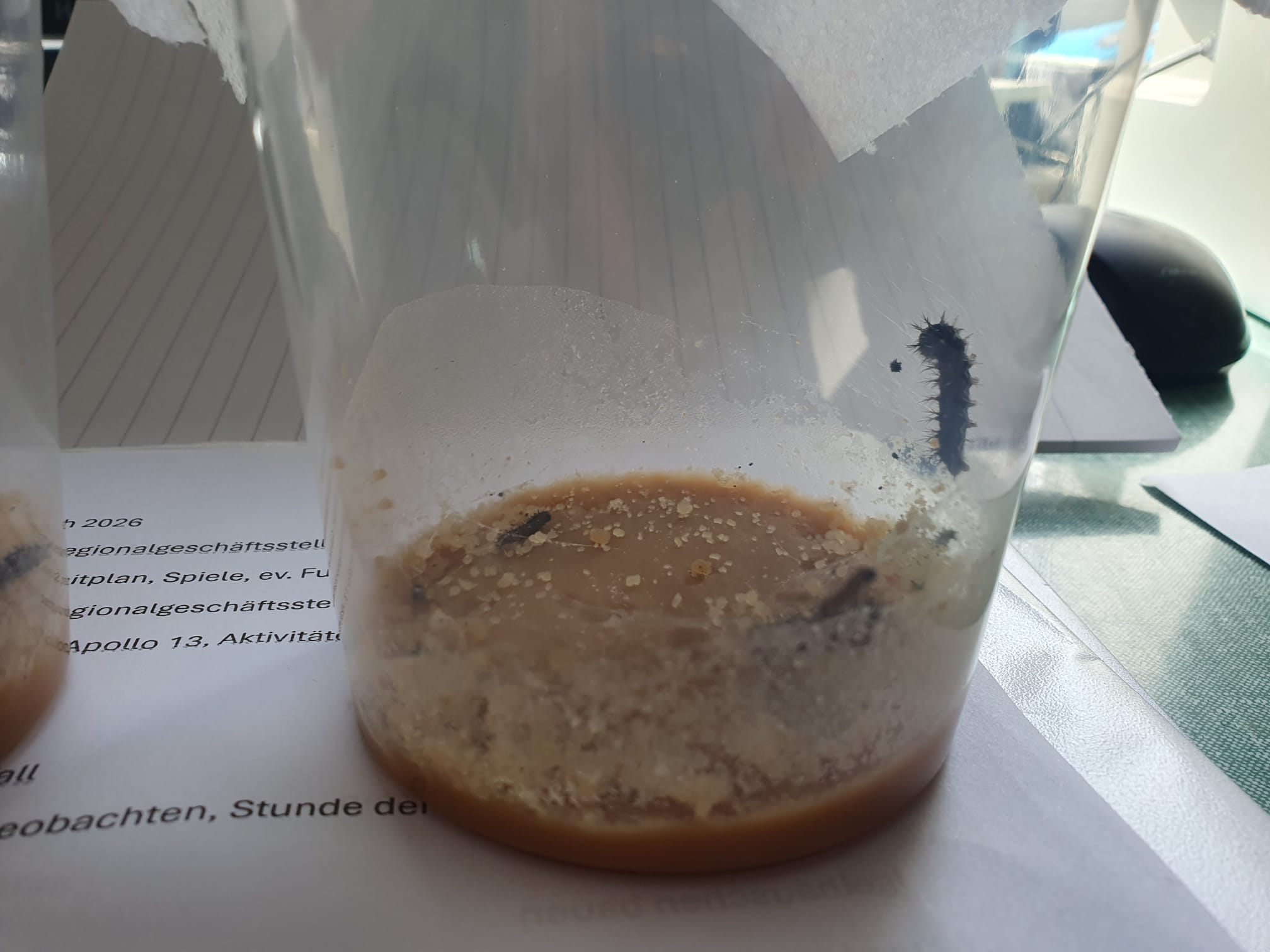 Beobachten wie sich aus der Raupe ein Schmetterling entwickelt