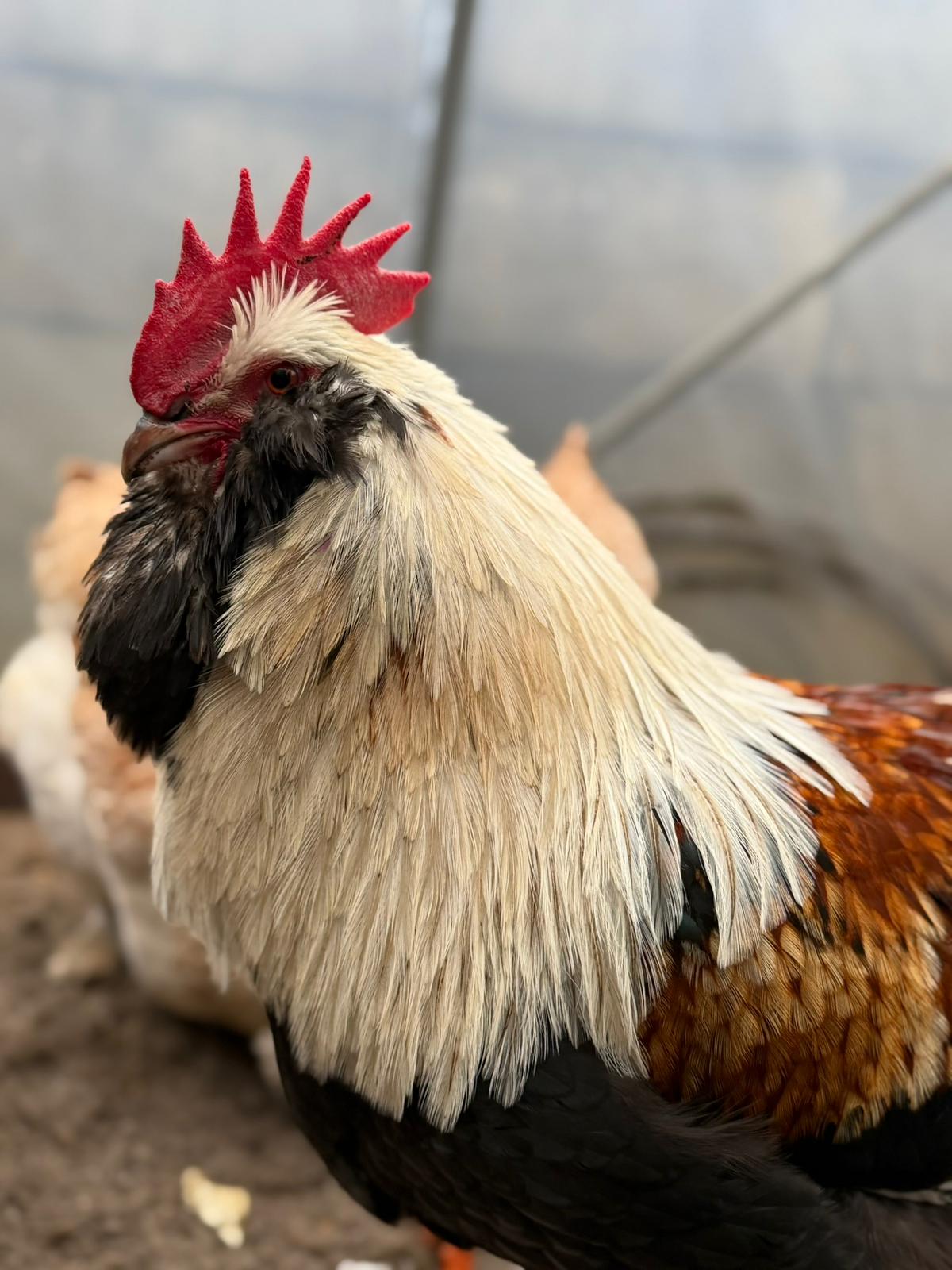 Die Hähne zeigen verstärkte Aktivität