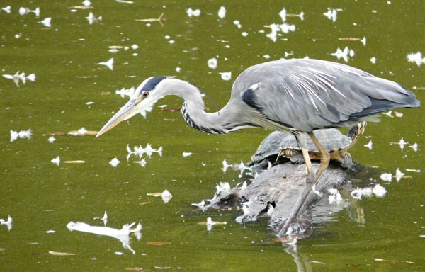 BLÜCHERPARK KÖLN 