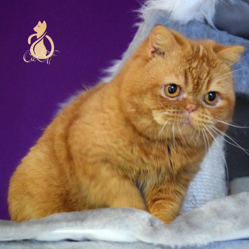 Foto: Incredible Ike of Sydneys Fairyland *DE