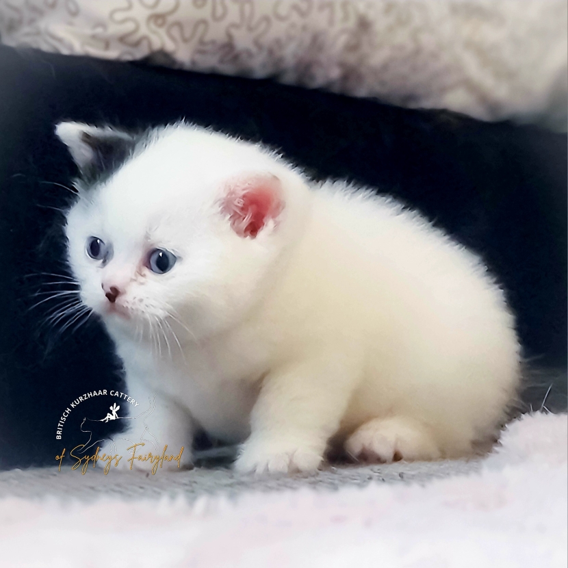 Foto: Zasty Zara of Sydneys Fairyland *DE