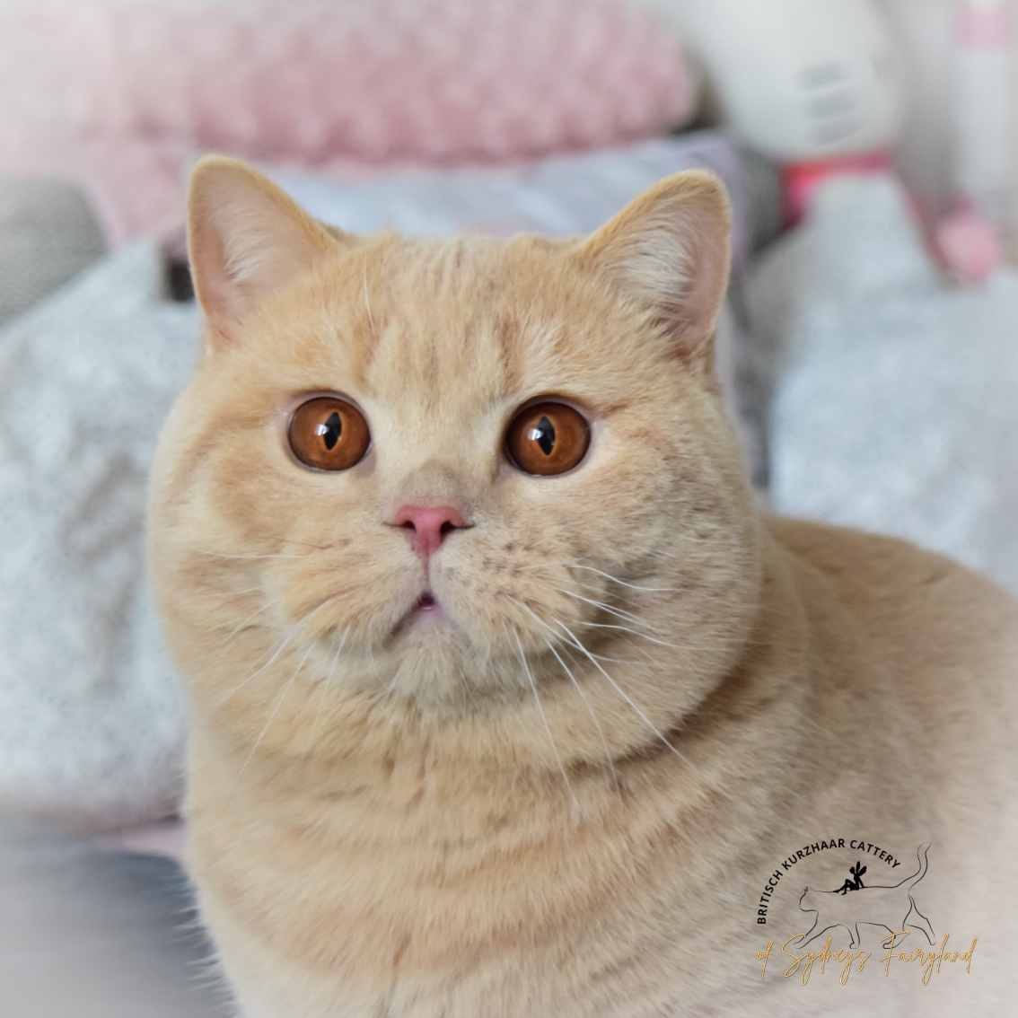 Foto: PlushAristoCrAT Orion *UA