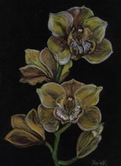 Orchideenblüten, Pastellkreide auf Velourpapier