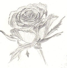 Rose, Bleistift