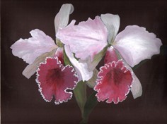 Orchideenblüten, Acryl