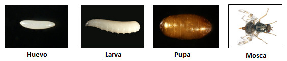 Evolución Ceratitis Capitata o mosca de la fruta