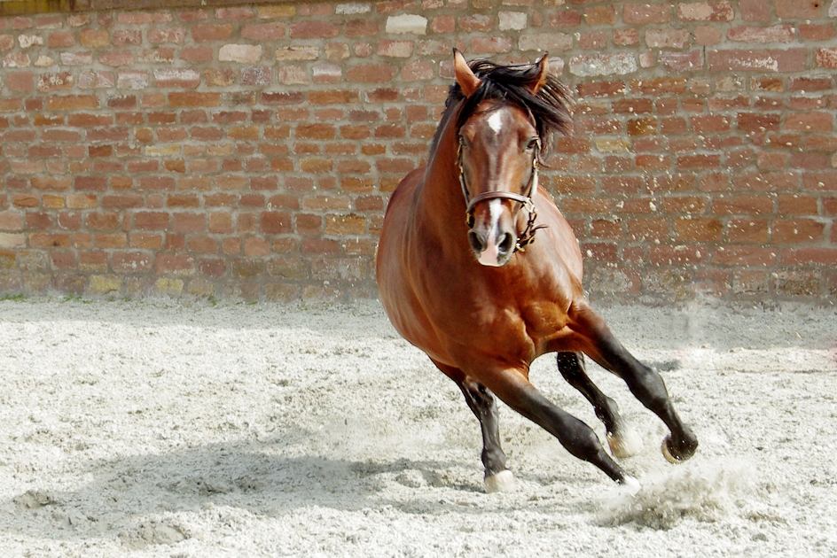 Neues Rocky Mountain Horse, Pferde zu kaufen, Fohlen zu kaufen