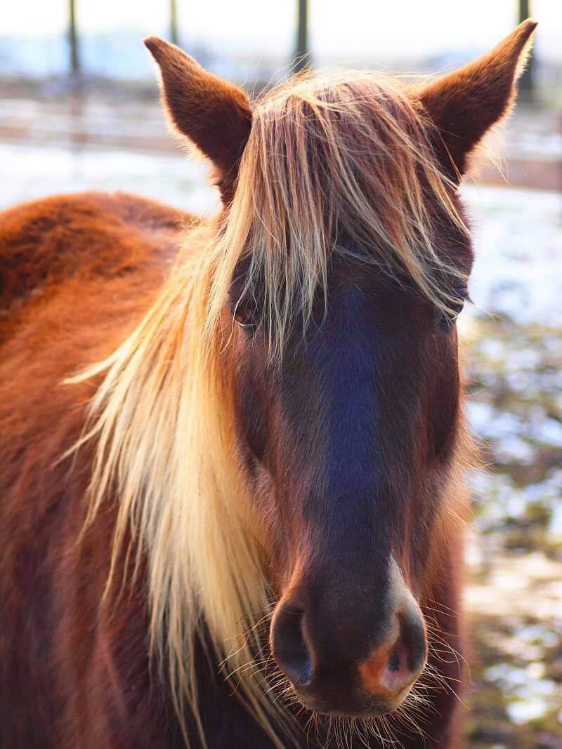 Rocky Mountain Pferd Deutschland Rocky Mountain Horse, Pferde zu