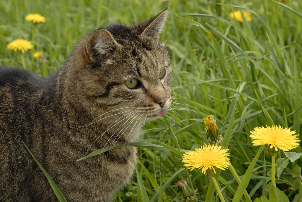 Unsere Katze - der Moritz