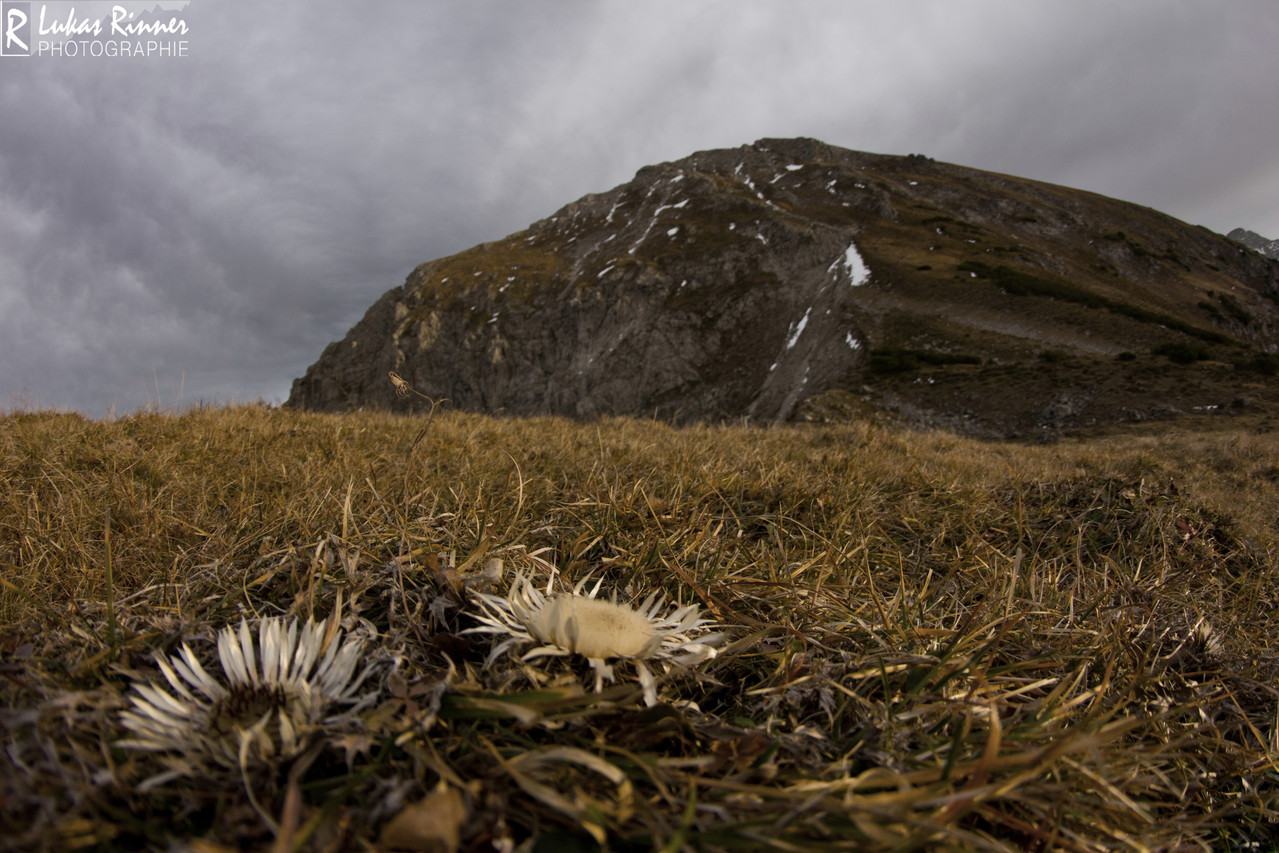 Silberdistel, Hammerspitze, Kleinwalsertal