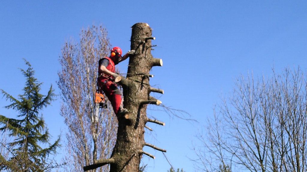 Abbattimento Cedro con tecnica tree climbing 