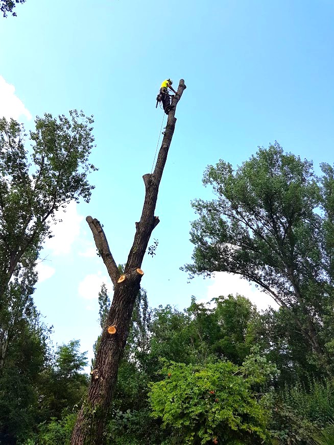 Abbattimento Pioppo con tecnica tree climbing 