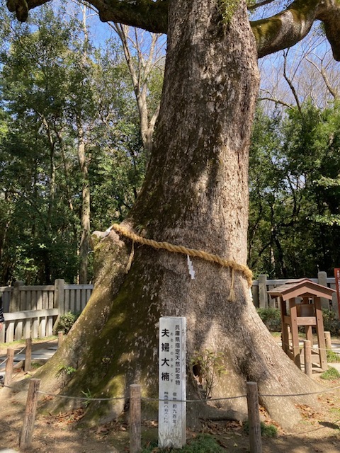 樹齢９００年！夫婦大楠
