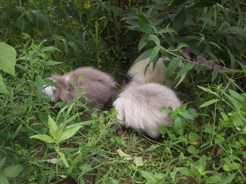 ROSE, LOUNA, CLEMENTINE: il y  a: les trois petites cochons, les trois frères, les trois mousquetaires, et... Les trois petits lapins ;-)